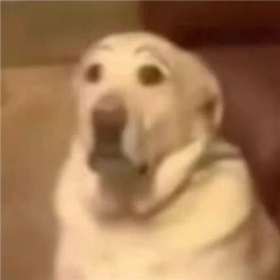 很莫名其妙的动物表情 奇奇怪怪的表情合集