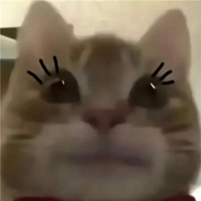 网上超火的歪嘴小猫表情 最火爆的最好玩的表情合集