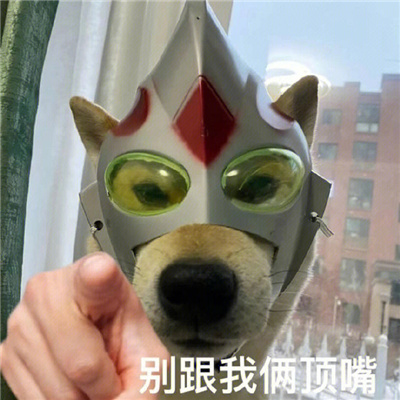 全网最沙雕表情爆笑又流行 停本公主不想听