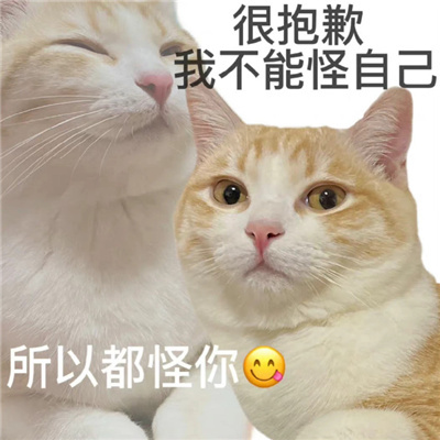 超好用的暴躁猫咪表情包 快速体验坐牢平替上班