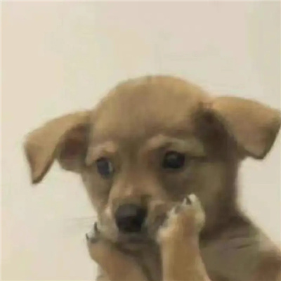 可以用很久的萌宠无字表情 无字版的好笑动物表情合集