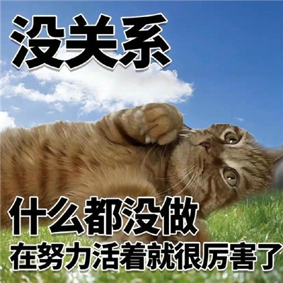 猫猫表情最近很火很好笑 没关系又活一天已经很厉害了