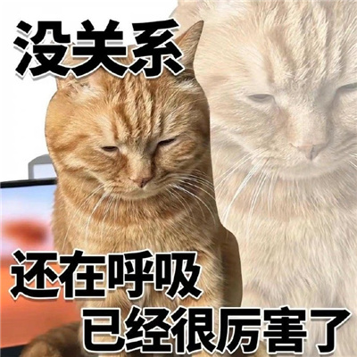 猫猫表情最近很火很好笑 没关系又活一天已经很厉害了