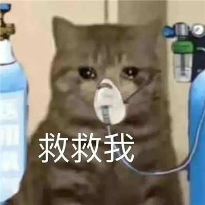 2023有趣好玩的微信表情爆笑幽默 下面我简答的喵几句