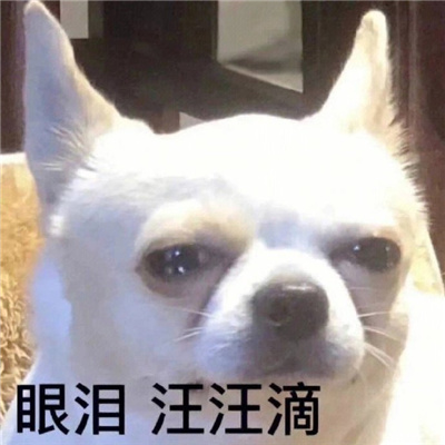 全网都好火的逗比表情 为什么不回我消息就是因为没发吗