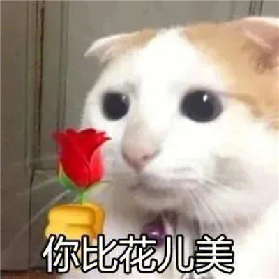 适合聊天用的表情包2023 巨幽默的最新表情合集