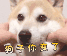 狗子你变了