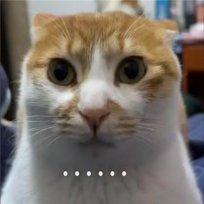 yyds的猫猫表情最新合集 日常反应迟钝