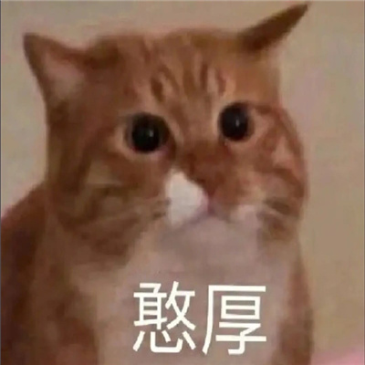 yyds的猫猫表情最新合集 日常反应迟钝