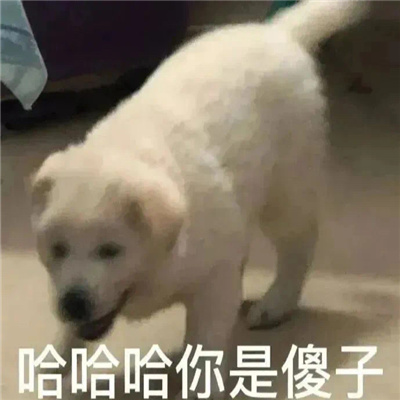 微信里面一定要存的表情 2023聊天必备的逗比表情