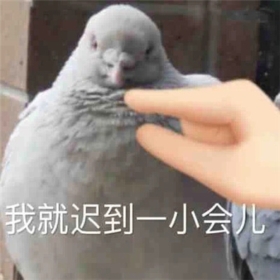 近期超好用的表情包很火 火遍全网的快乐表情