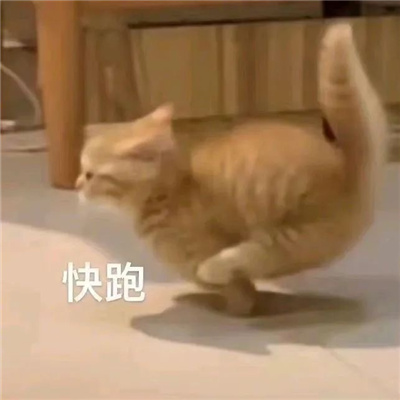 呆萌猫咪微信表情很火热 一定要存上的软萌猫咪表情