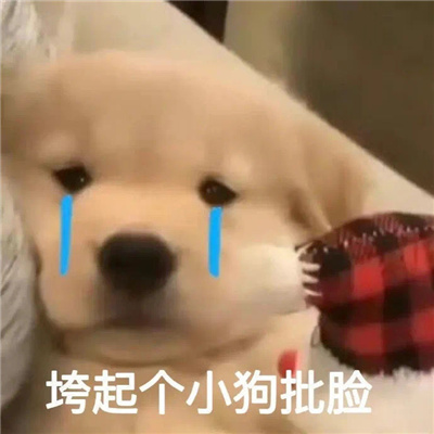 好看又搞笑的新版表情 超好笑的又很优质的表情合集