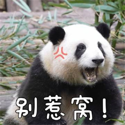 生气发脾气怼人专用表情 谁给你胆子敢这样说我