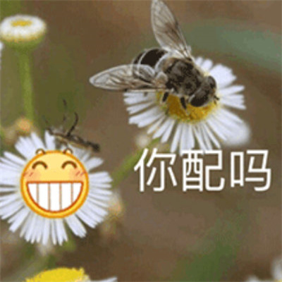 无敌爆开心的俏皮表情最新 聊好多好多有趣的天表情