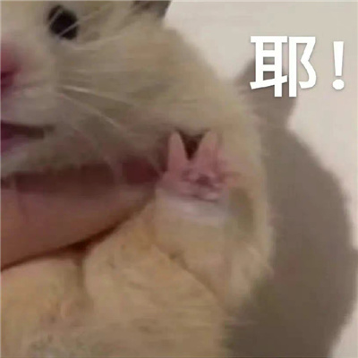 沙雕表情超搞笑最新合集 懒蛤蟆找青蛙长的丑玩的花