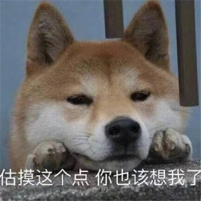 恶搞小狗微信表情 如果只是寂寞请不要说爱我