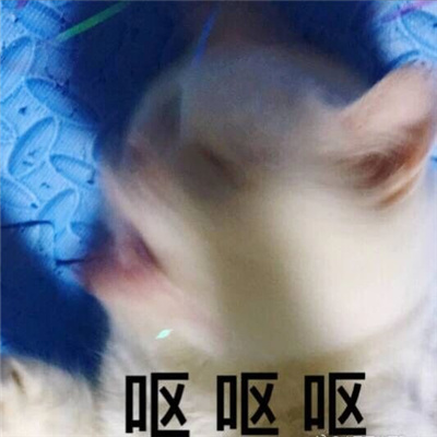 小猫咪呕吐表情很欢乐 最新版呕吐三连猫猫表情又更新啦