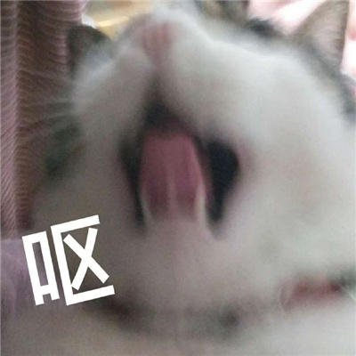 小猫咪呕吐表情很欢乐 最新版呕吐三连猫猫表情又更新啦