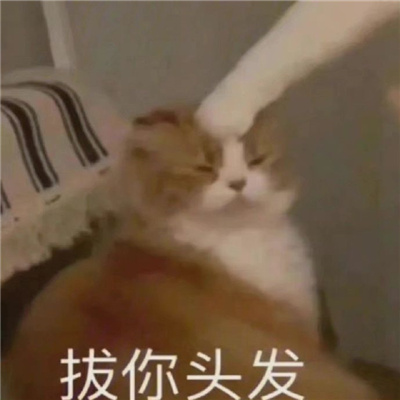 每张都要存图的优质表情 你们玩吧我没钱了