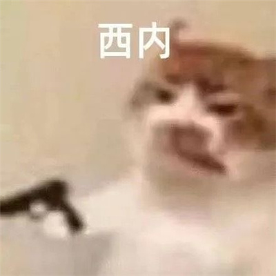 每张都要存图的优质表情 你们玩吧我没钱了