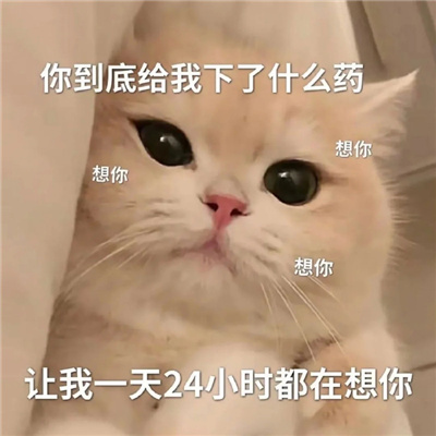 可爱猫咪微信情侣聊天表情 情侣必备的好笑又好用的表情