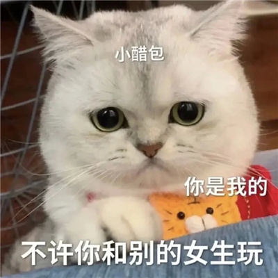 可爱猫咪微信情侣聊天表情 情侣必备的好笑又好用的表情