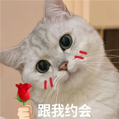 可爱猫咪微信情侣聊天表情 情侣必备的好笑又好用的表情