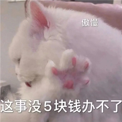 可爱猫咪微信情侣聊天表情 情侣必备的好笑又好用的表情