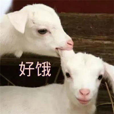 开开心心聊天表情最热门 超有趣的表情包来啦