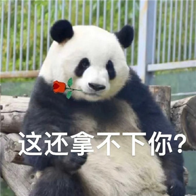 每张都喜欢爆好用的超快乐表情 互联网冲浪的好玩表情