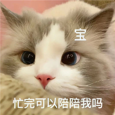 甜甜的恋爱喵咪表情聊天必备 反正明天还是会喜欢你