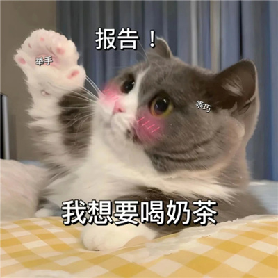 甜甜的恋爱喵咪表情聊天必备 反正明天还是会喜欢你