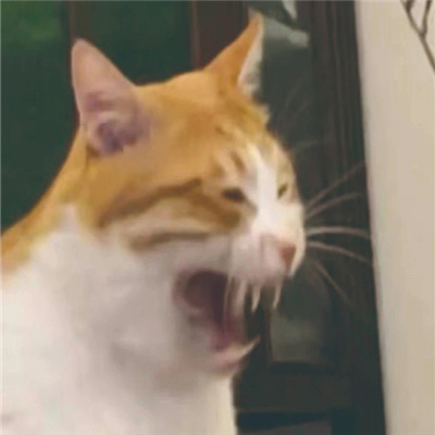 发疯专用无字丑猫表情合集 超有意思的猫猫表情发疯聊天必备