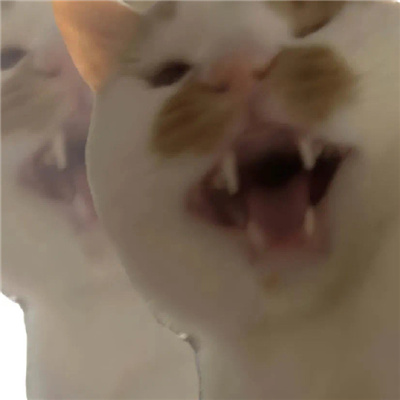 发疯专用无字丑猫表情合集 超有意思的猫猫表情发疯聊天必备