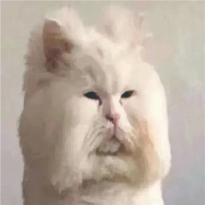 发疯专用无字丑猫表情合集 超有意思的猫猫表情发疯聊天必备