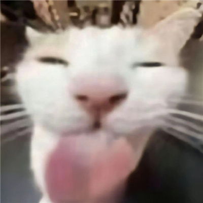发疯专用无字丑猫表情合集 超有意思的猫猫表情发疯聊天必备