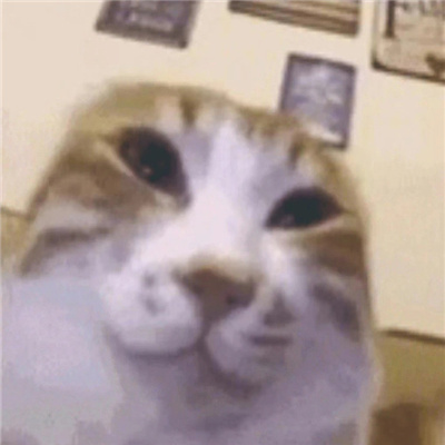 发疯专用无字丑猫表情合集 超有意思的猫猫表情发疯聊天必备