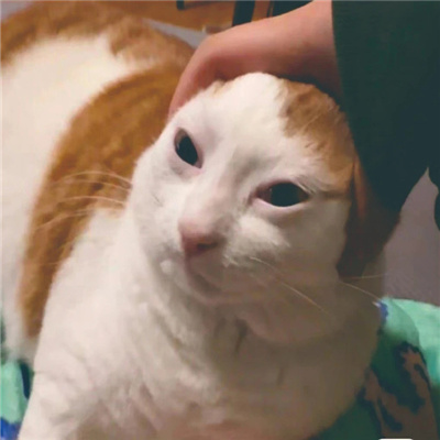 发疯专用无字丑猫表情合集 超有意思的猫猫表情发疯聊天必备