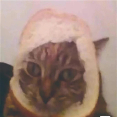 发疯专用无字丑猫表情合集 超有意思的猫猫表情发疯聊天必备