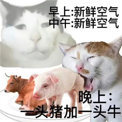 我的减肥生涯表情 减肥经历好用的表情