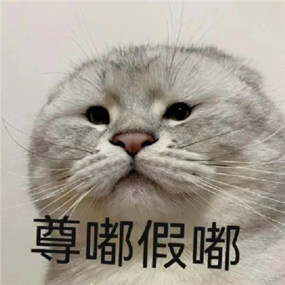 万能回复好用尊嘟假嘟表情包 尊嘟假嘟表情分享