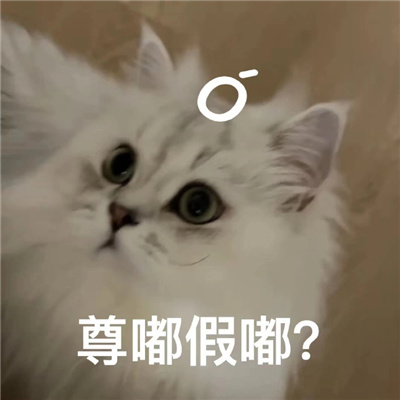 万能回复好用尊嘟假嘟表情包 尊嘟假嘟表情分享