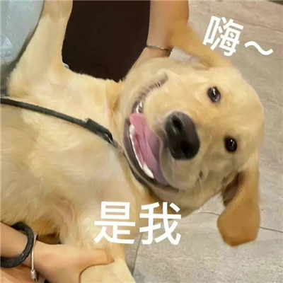 攒了好久的快乐表情 每款都超好用的表情