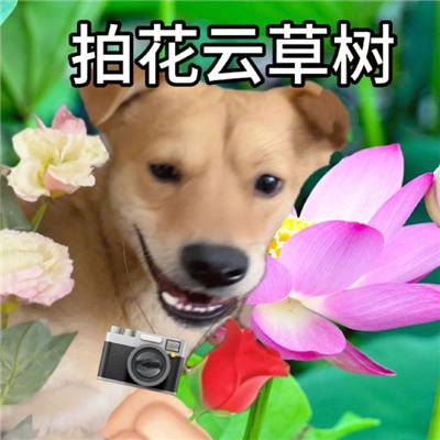 年轻人血脉觉醒的表情包 听凤凰传奇