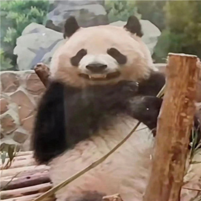 评论区表达无语表情包合集 无字无语表情合集