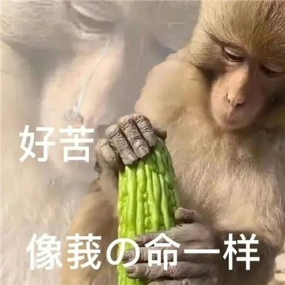 爱用的快乐表情合集超快乐 小东西还挺倔