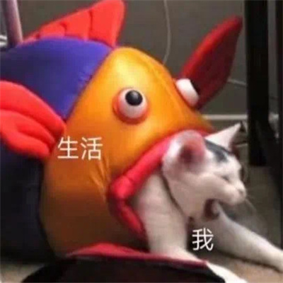 笑抽的表情充满着快乐感 充满着快乐感的表情合集