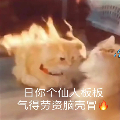 近期爱用的暴走表情 你再顶撞老娘试试