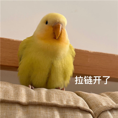 近期常用表情包好笑 为了几个臭钱人都累傻了